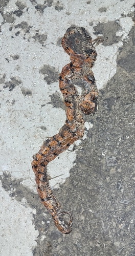 Asthenodipsas stuebingi