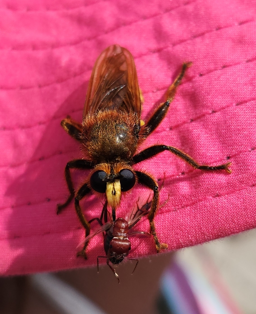 Laphria aurea