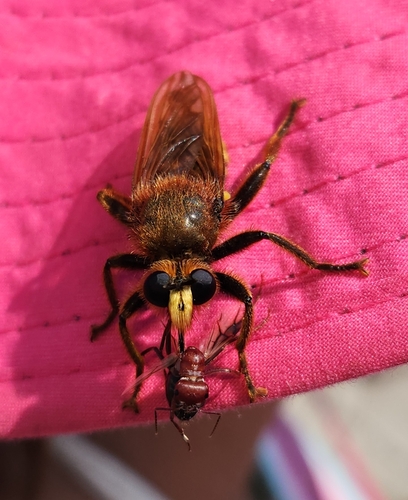 Laphria aurea