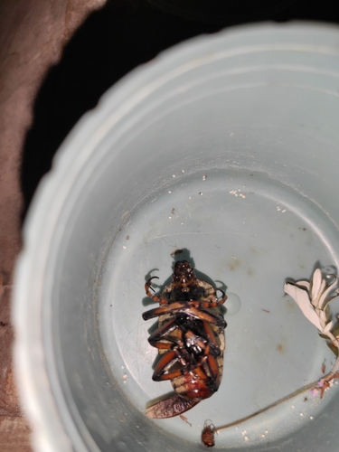 Cosmiomorpha decliva