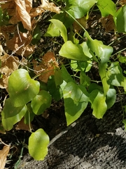 Smilax californica
