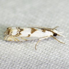 Microcrambus copelandi