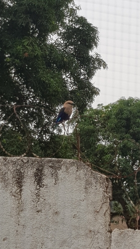 Blue-bellied Roller