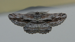 Scioglyptis chionomera