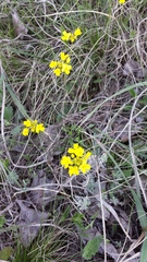 Draba sibirica