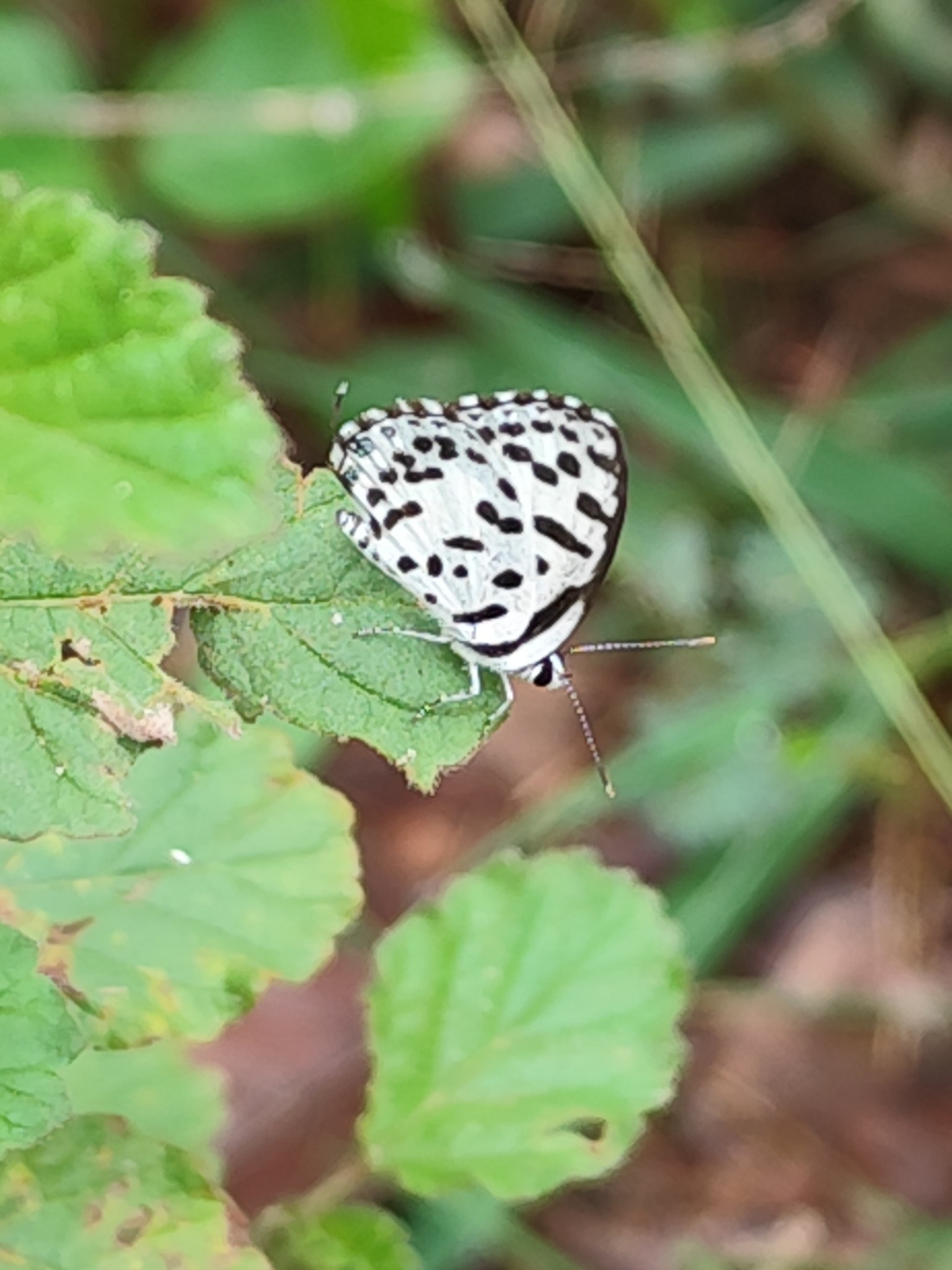 Common Pierrot