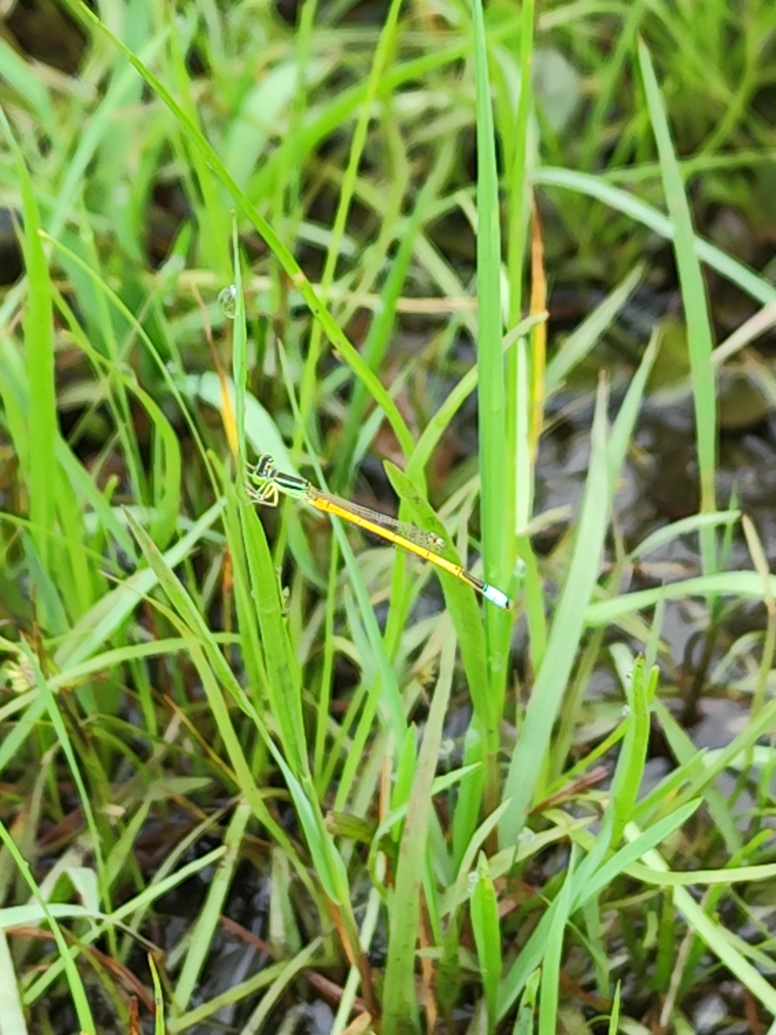 Golden Bluetail