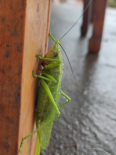 Pseudorhynchus crassiceps