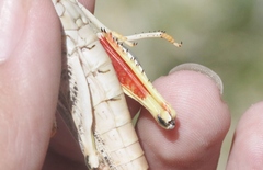 Cratypedes lateritius