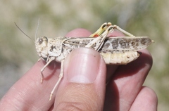 Cratypedes lateritius