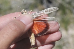 Cratypedes lateritius