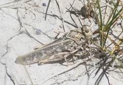 Cratypedes lateritius