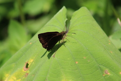 Pellicia
