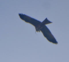 Acanthocercus atricollis