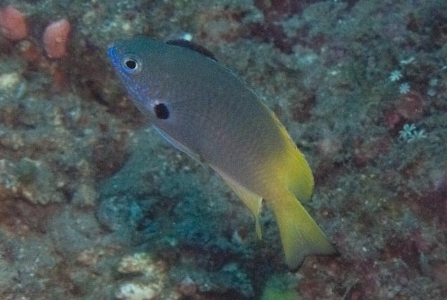 Black-edged Damsel