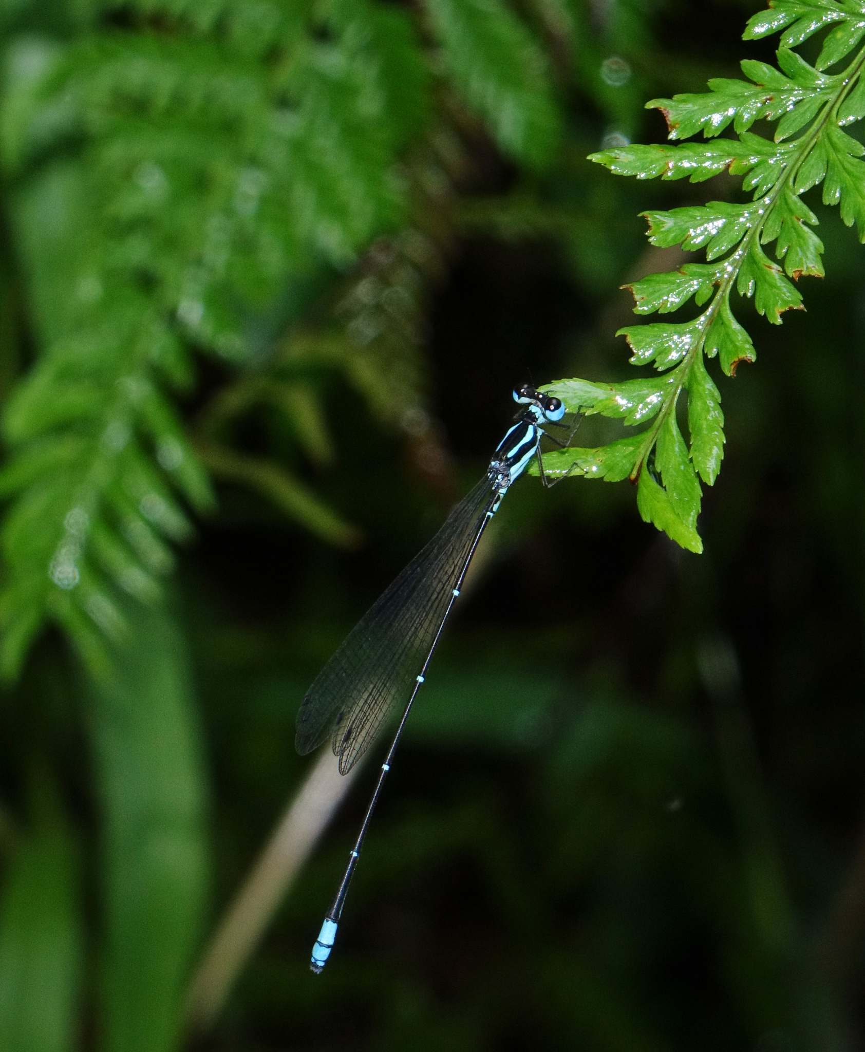 Wayanad Bambootail