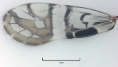 Zelandopsocus formosellus