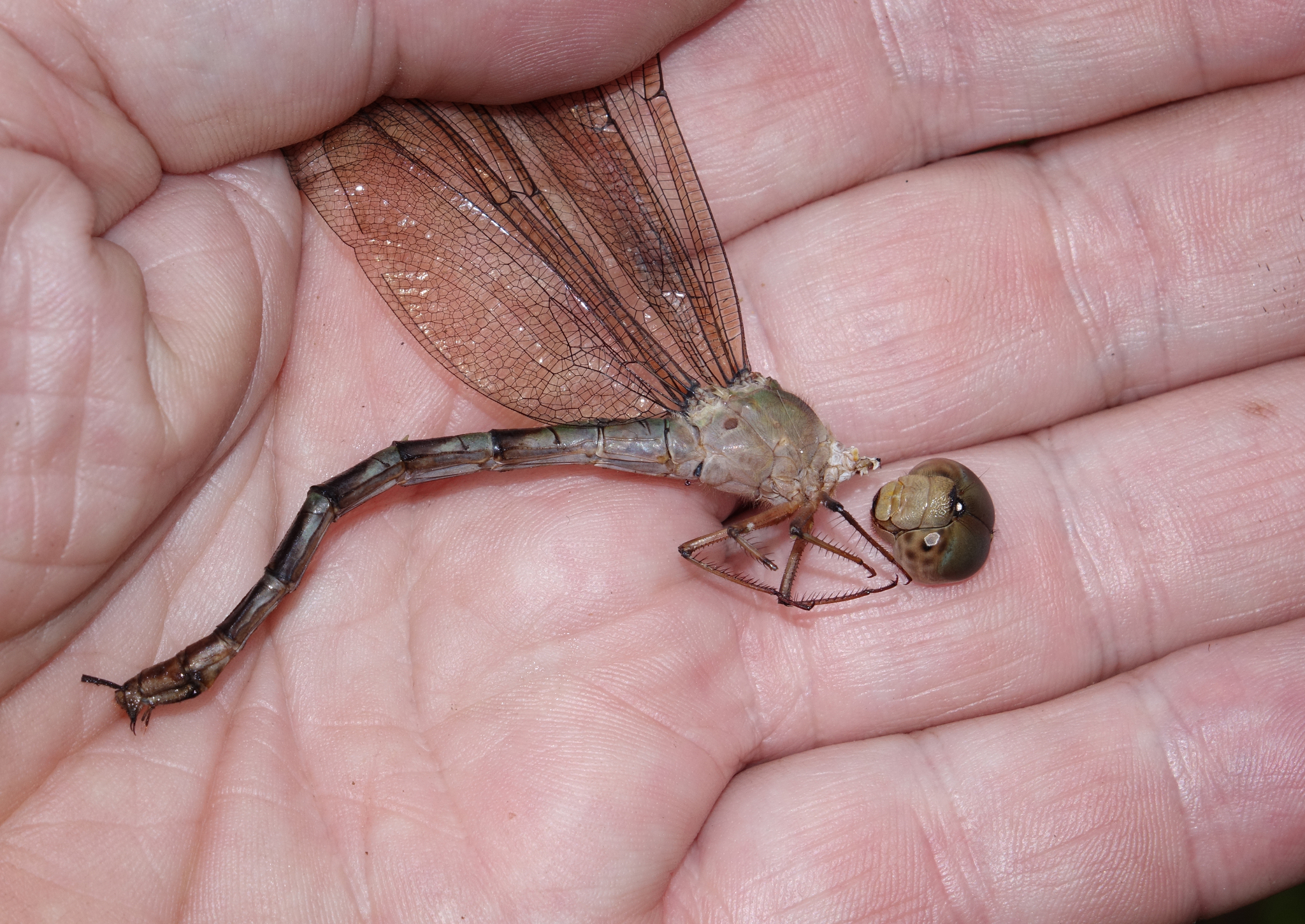 Brown Duskhawker