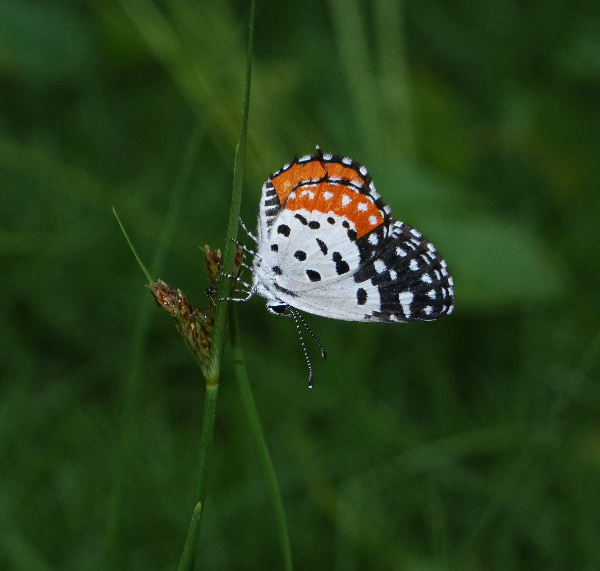 Red Pierrot