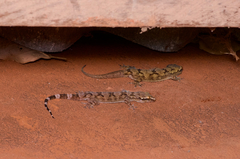 Hemidactylus depressus