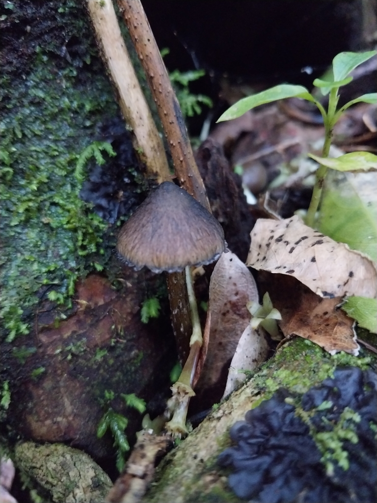 Hygrocybe astatogala · May 2025 · photo: © kiwialli (iNaturalist, cc-by)