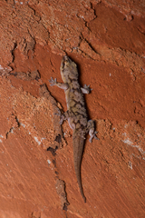 Hemidactylus depressus