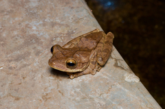 Polypedates cruciger