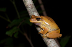 Polypedates cruciger