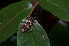 Acanthaspis tergemina