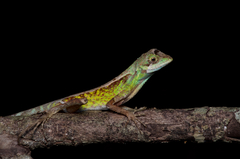 Otocryptis nigristigma