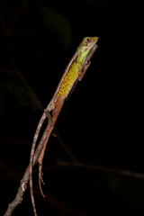 Otocryptis nigristigma