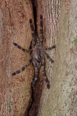 Poecilotheria
