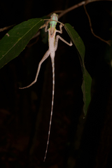 Otocryptis nigristigma