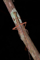 Otocryptis nigristigma