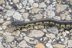 Thamnophis sirtalis semifasciatus
