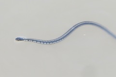 Thamnophis sirtalis semifasciatus