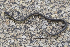 Thamnophis sirtalis semifasciatus
