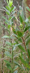 Callistachys lanceolata