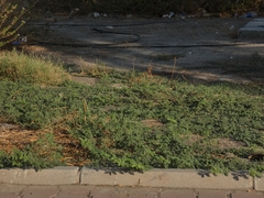 Tribulus terrestris