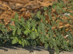 Tribulus terrestris