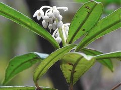 Ardisia lindleyana