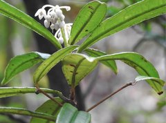 Ardisia lindleyana