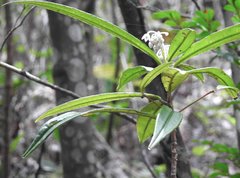 Ardisia lindleyana