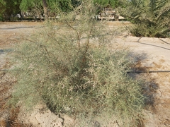 Tamarix aucheriana