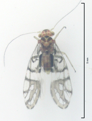 Zelandopsocus formosellus