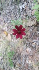 Cosmos atrosanguineus