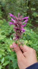 Agastache mexicana