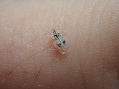 Corythucha confraterna