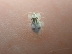 Corythucha confraterna