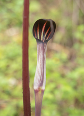 Arisaema concinnum